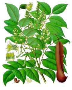 Tolubalsam