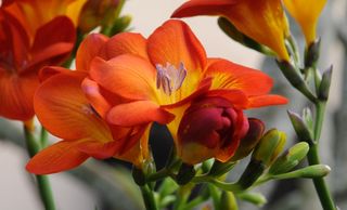 Freesia cropped