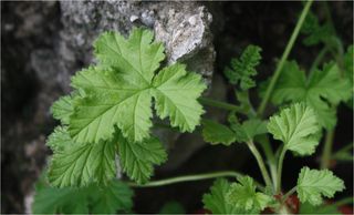 Geranium cropped