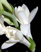 Tuberose