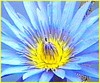 Blue_lotus_flower