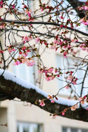 cherry-blossoms-snow1