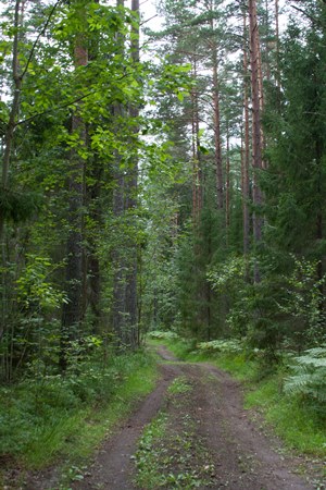 estonia-forest