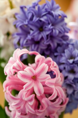 hyacinth