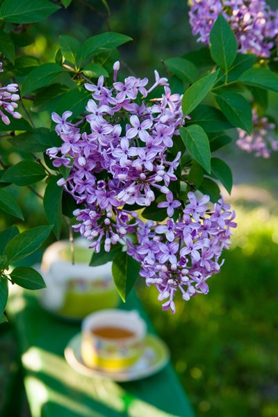 lilacs