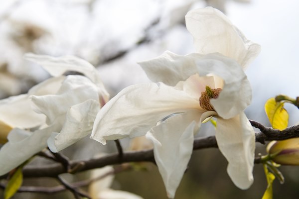 magnolia