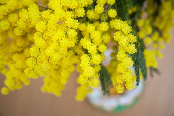 mimosa and tea