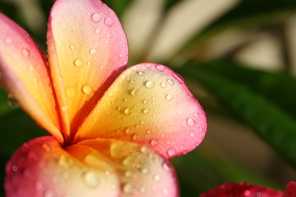 plumeria3