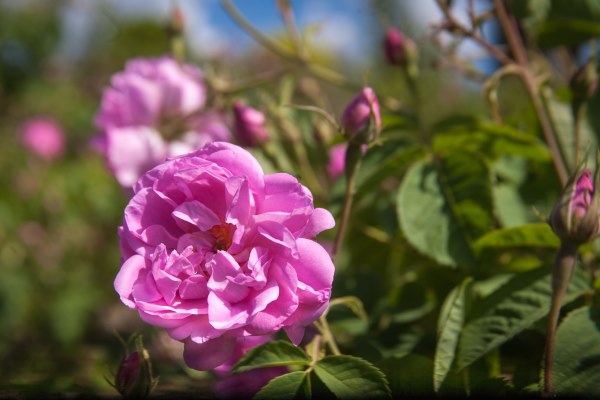 rosa centifolia