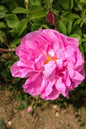 rosa centifolia2