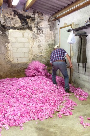 roses-grasse12