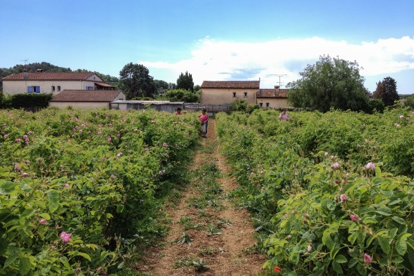 roses-grasse16